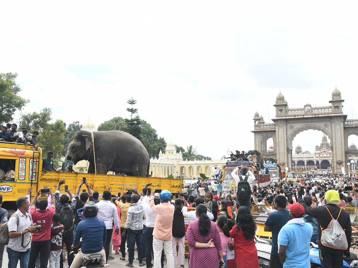 Elephant in Mysore Dasara Festival Viral Photos15