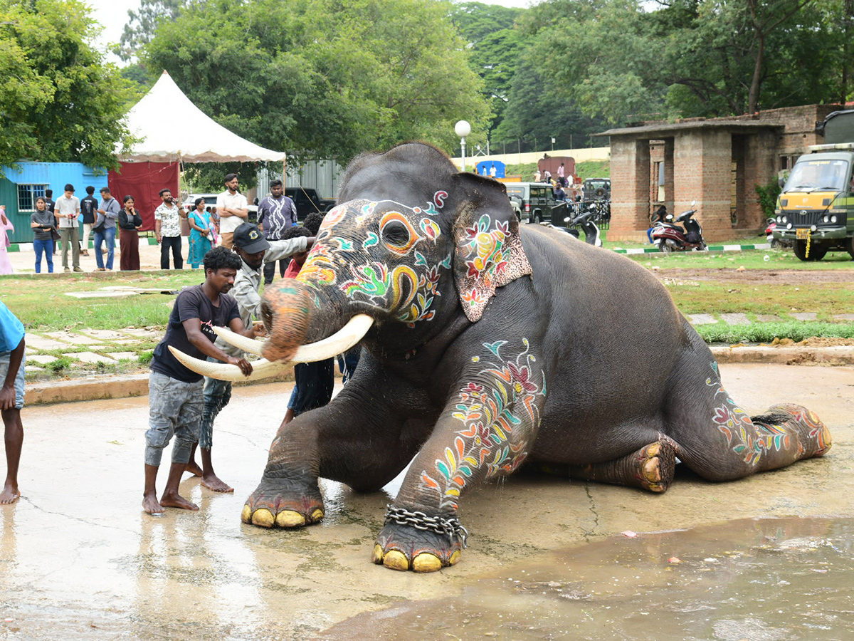 Elephant in Mysore Dasara Festival Viral Photos2
