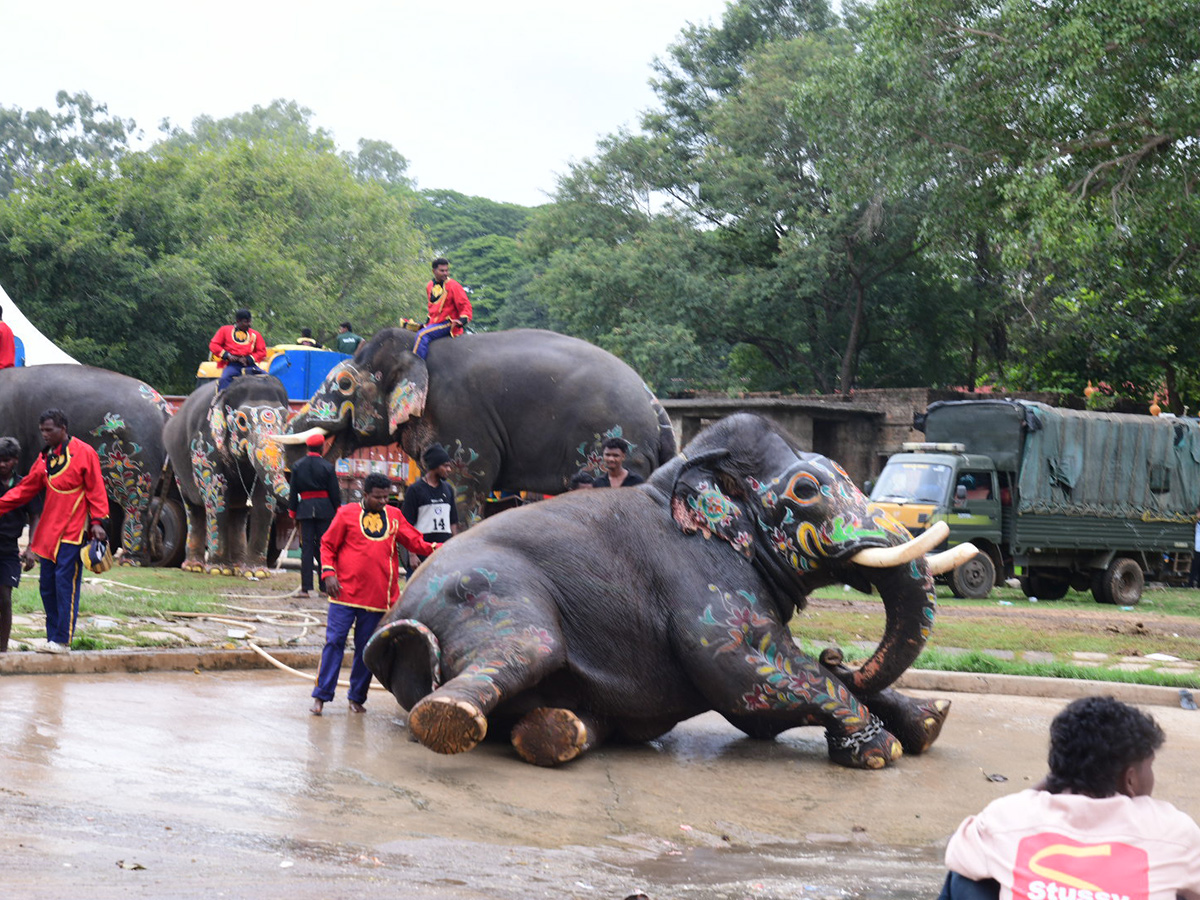 Elephant in Mysore Dasara Festival Viral Photos3