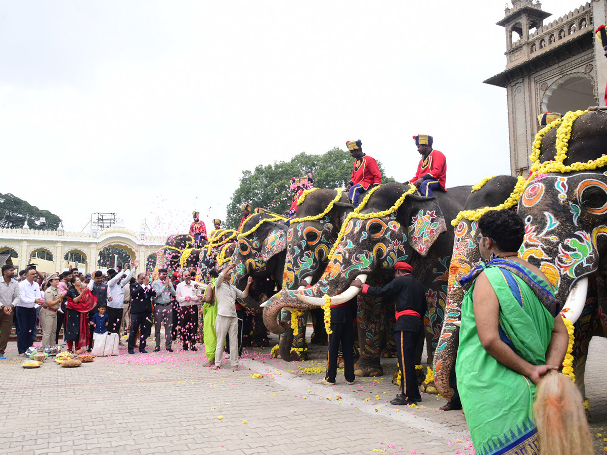 Elephant in Mysore Dasara Festival Viral Photos5