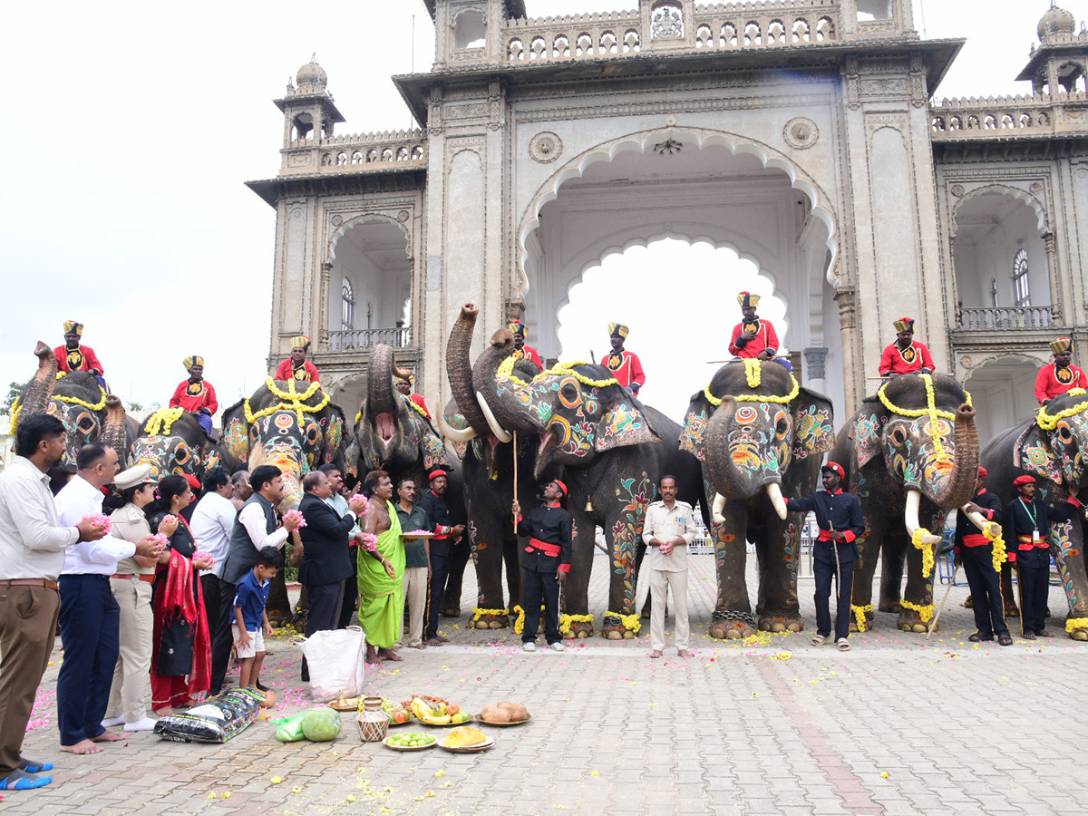 Elephant in Mysore Dasara Festival Viral Photos7