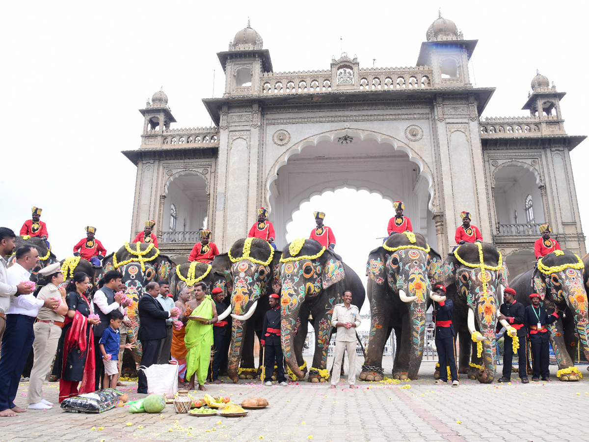 Elephant in Mysore Dasara Festival Viral Photos8