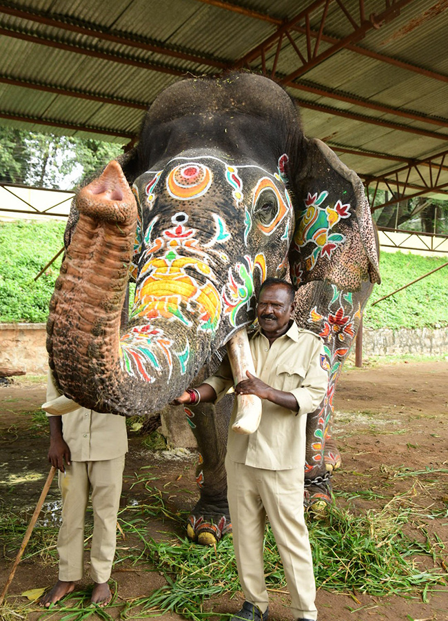 Elephant in Mysore Dasara Festival Viral Photos9