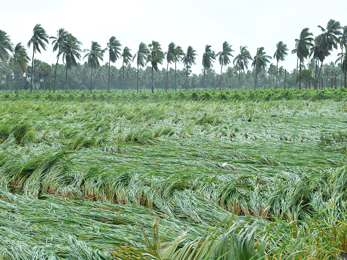 Cyclone Arnab Devastation Konaseema District Today Photos19