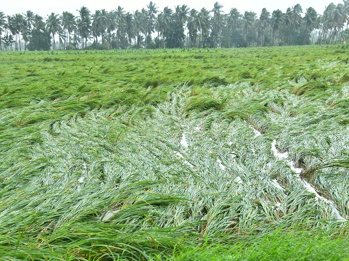 Cyclone Arnab Devastation Konaseema District Today Photos22
