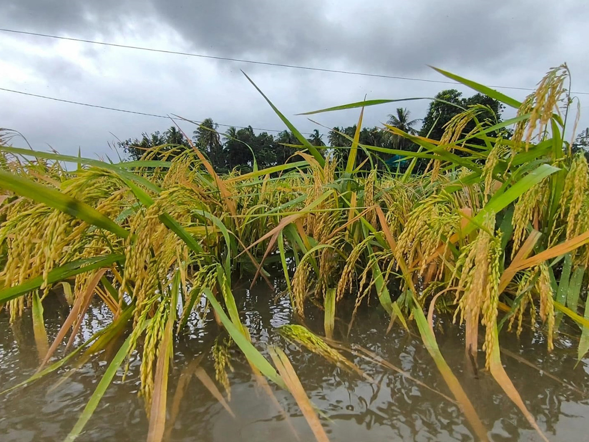 Cyclone Arnab Devastation Konaseema District Today Photos3