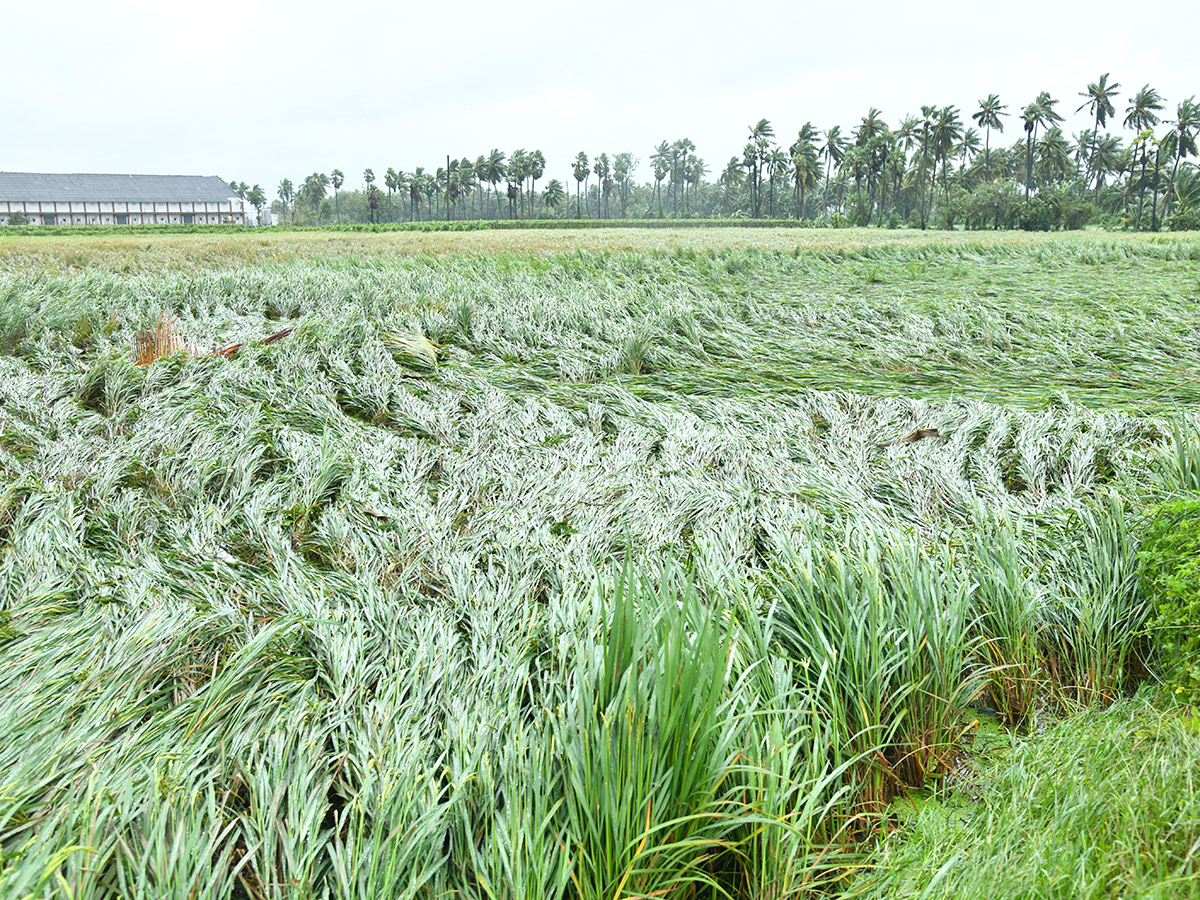 Cyclone Arnab Devastation Konaseema District Today Photos34