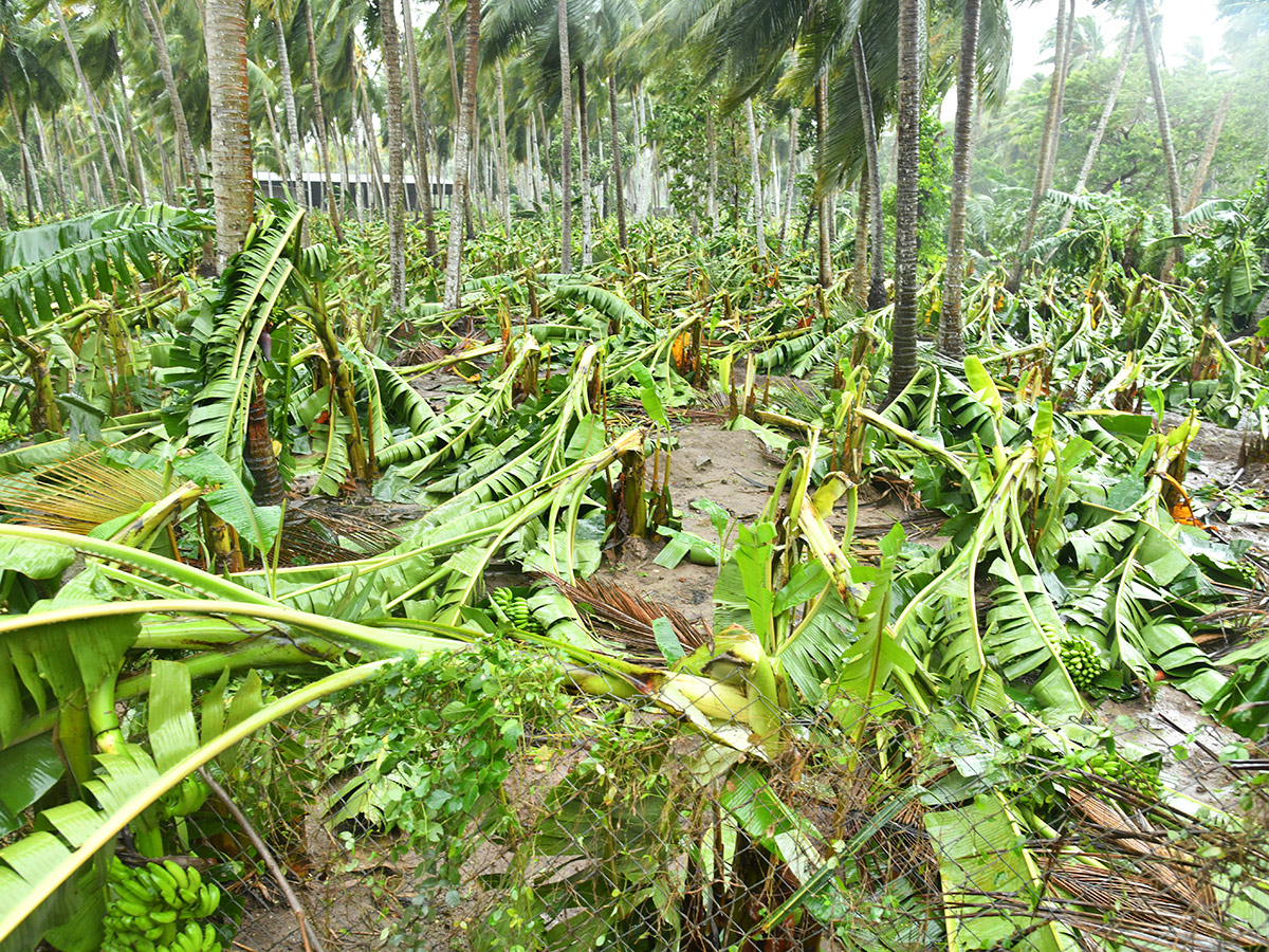 Cyclone Arnab Devastation Konaseema District Today Photos38