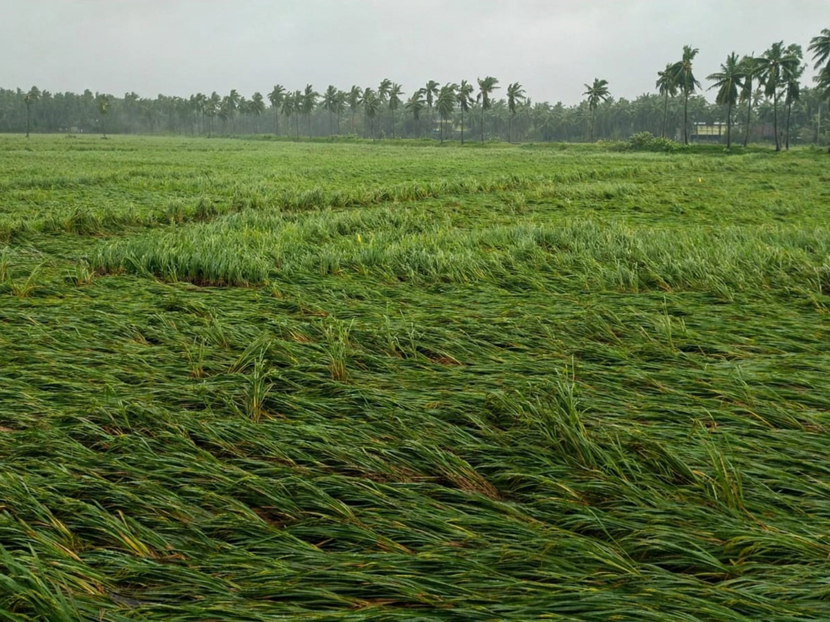 Cyclone Arnab Devastation Konaseema District Today Photos4