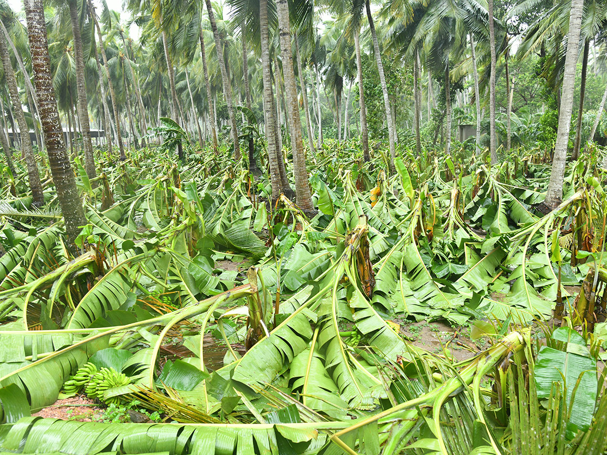 Cyclone Arnab Devastation Konaseema District Today Photos40