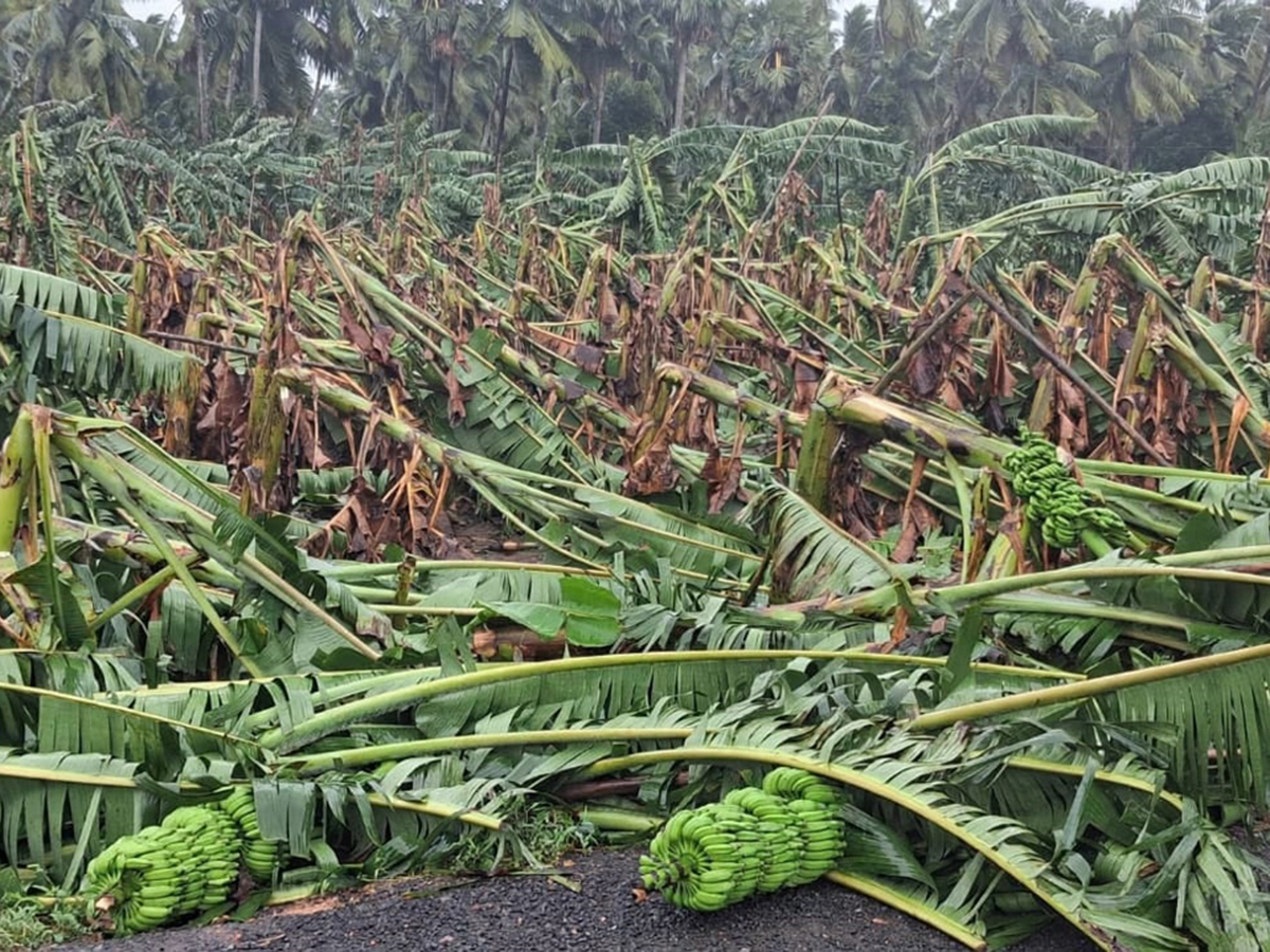 Cyclone Arnab Devastation Konaseema District Today Photos5