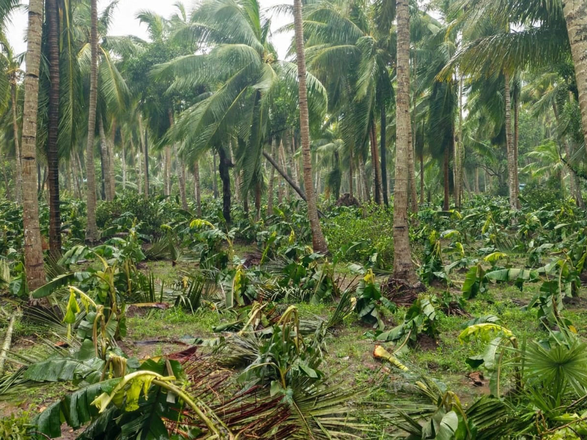 Cyclone Arnab Devastation Konaseema District Today Photos6