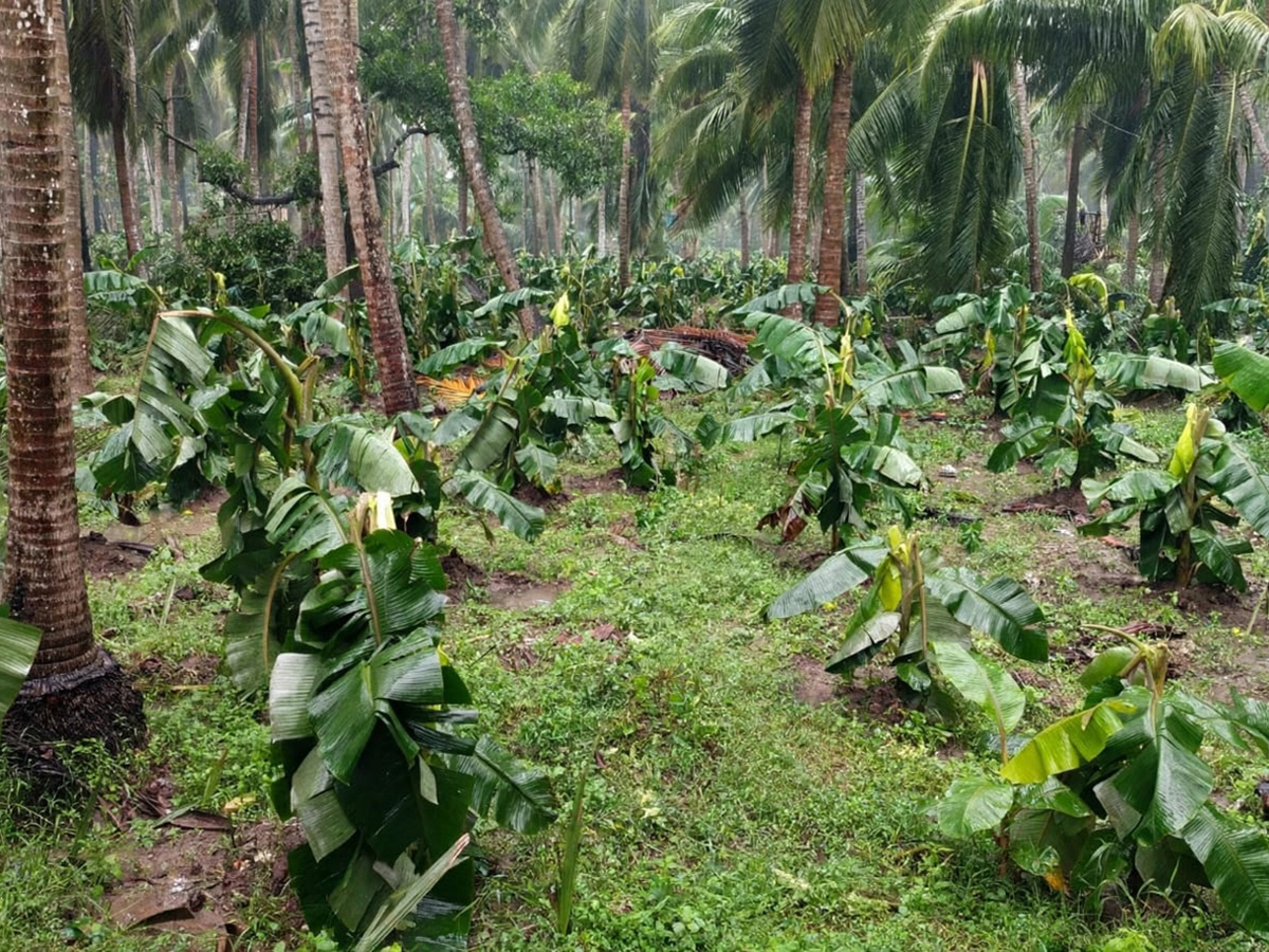 Cyclone Arnab Devastation Konaseema District Today Photos8