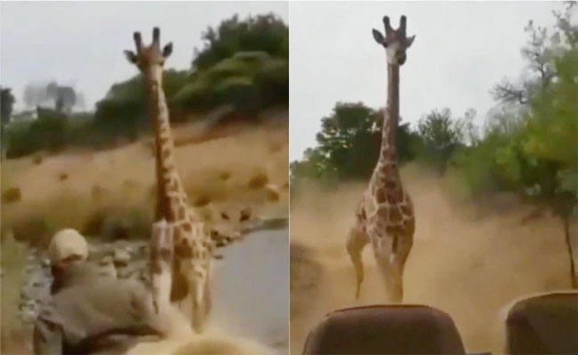 Viral Angry Giraffe Chases A Car Sakshi 