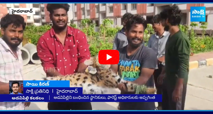 Jungle Cat Spotted In Gajularamaram