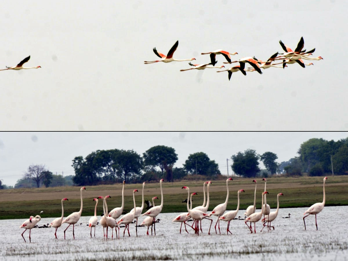 Foreign Birds Comes To Nizamabad For Summer Vacation - Sakshi