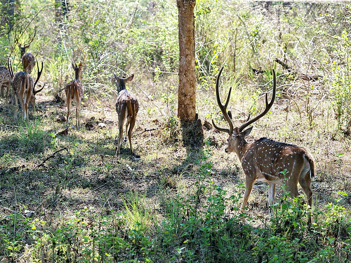 PM Narendra Modi At Tiger Reserve Photos - Sakshi