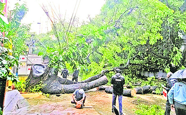 అన్నానగర్‌లో నేల కొరిగిన చెట్టును తొలగిస్తున్న సిబ్బంది 