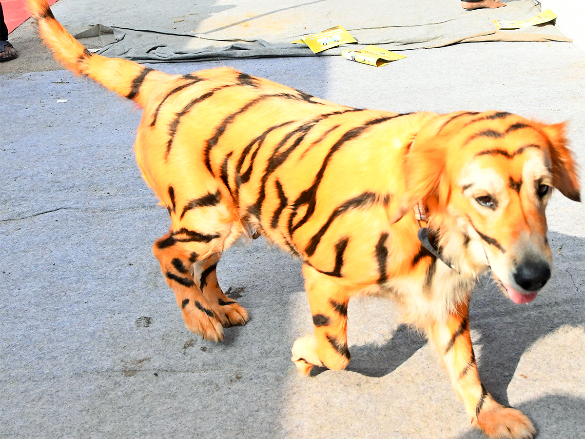 E Carnival Animal Show in hyderabad - Sakshi