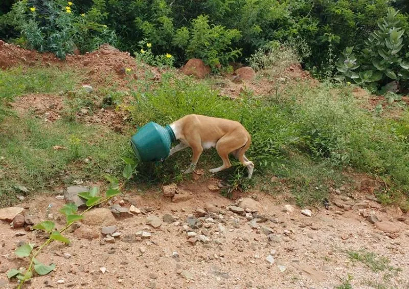 Dog suffer with head strucked in pot - Sakshi