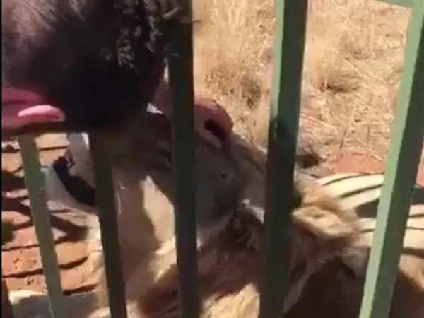  Man Pets Lion, Soon Realises It Was A Terrible Idea