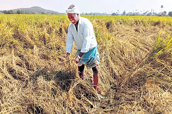 Formers facing problems with mosquitoes in rice cultivation - Sakshi