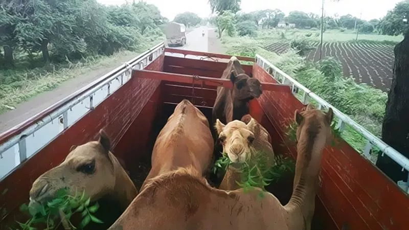 camel meat illegal transport in hyderabad - Sakshi