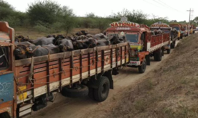Illegal Export of Buffaloes at Eluru - Sakshi