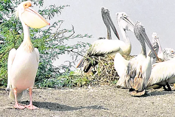 Pelican birds came to the kaikaluru - Sakshi