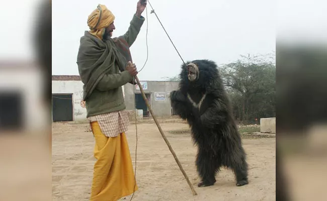 India's Last Liberated Dancing Bear Recovers - Sakshi