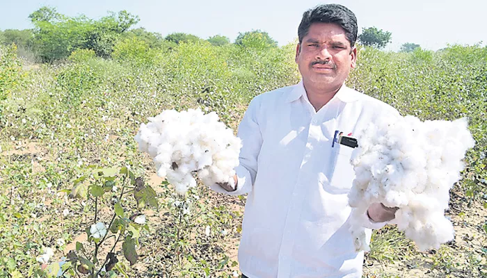 Cotton revolution without Bt - Sakshi