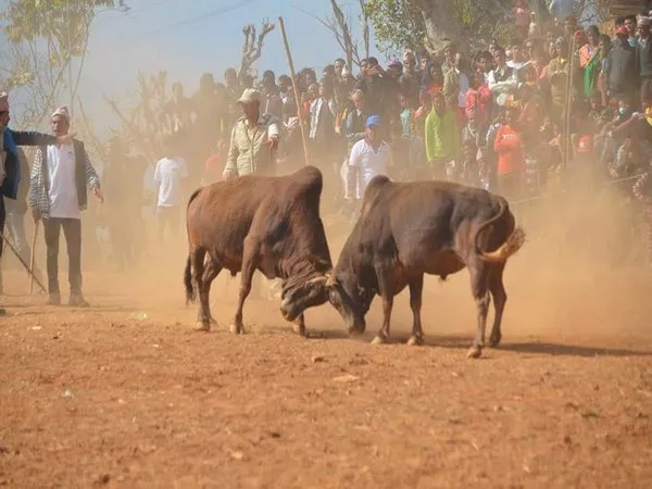 Ancient bull fighting festival in Nepal - Sakshi