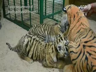 tiger cubs lost mother, find mom in soft toy to recover - Sakshi
