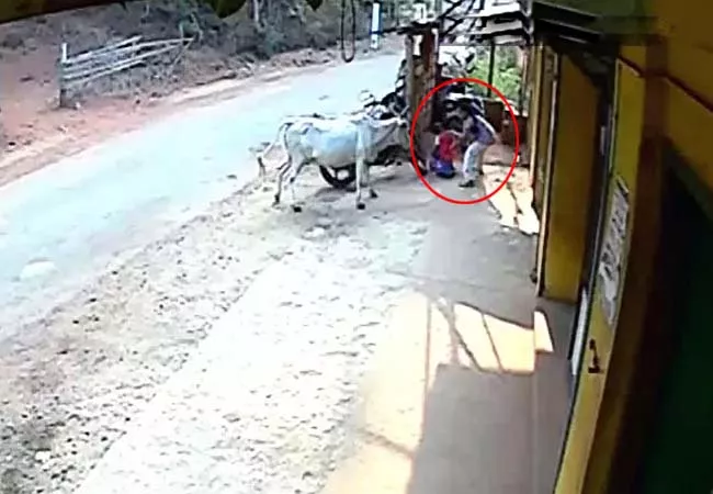 girl save her brother from cow in karnataka, video viral - Sakshi