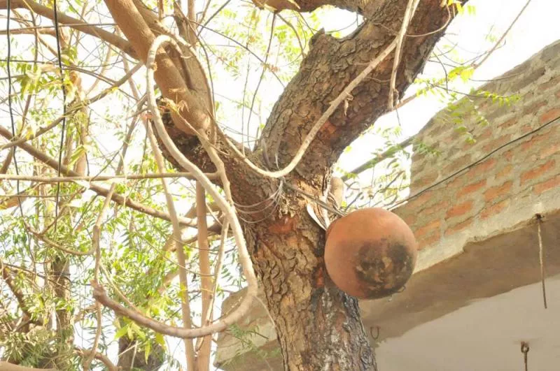palm wine from Azadirachta indica - Sakshi