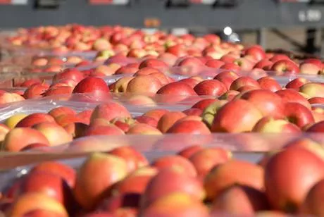 IG International Introduces Organic Apples In India  - Sakshi