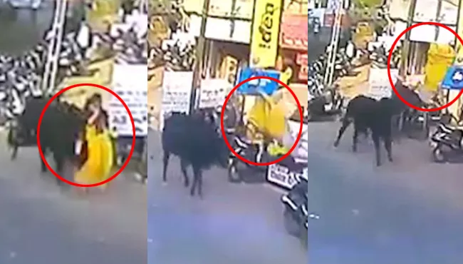 A Woman Hit By Bull In Gujrats Bharuch Video Viral - Sakshi
