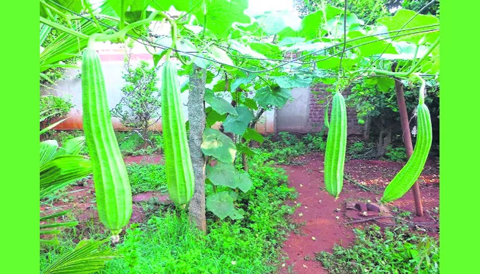 Cultivation of ridge gourd  - Sakshi