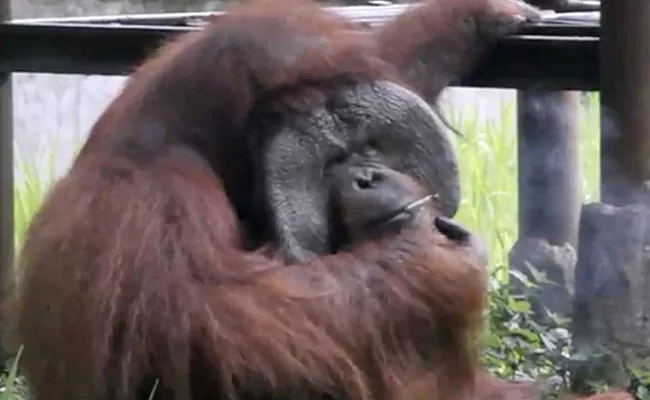 Orangutan Caught Smoking Cigarette On Camera - Sakshi