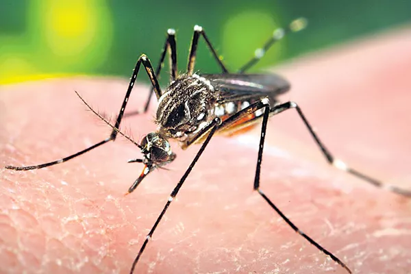 Indian scientists make Ayurvedic drug to cure dengue - Sakshi