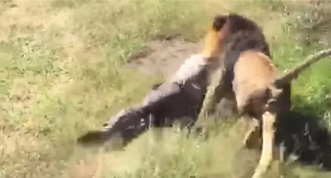Lion Attacks Man in Predator Park - Sakshi