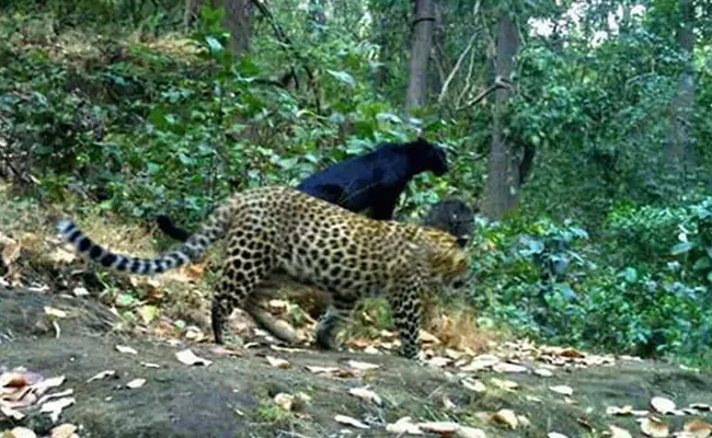Rare Black Panther Spotted In Sundergarh forest - Sakshi