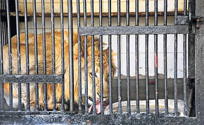 Male Lion Death In Nehru Zoological Park Hyderabad - Sakshi