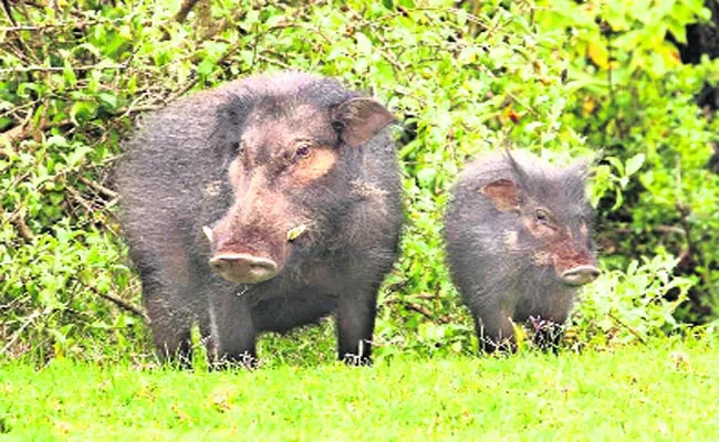 Wild boars Attack On Crops - Sakshi