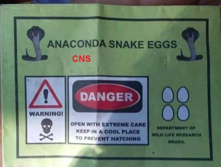 Kashmir Fears About Anaconda Eggs - Sakshi