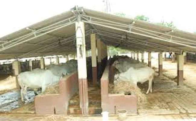 25 Cow Units Are Sanctioned Across The District - Sakshi