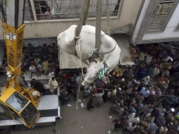 Photograph Shows A Bull Being Lowered By Crane - Sakshi