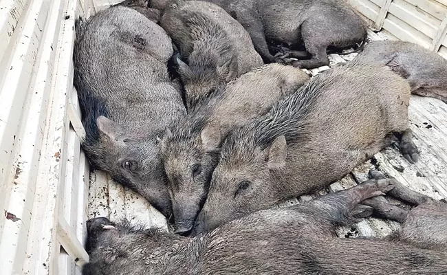 Illegally Moving Wild boars Are In telangana - Sakshi
