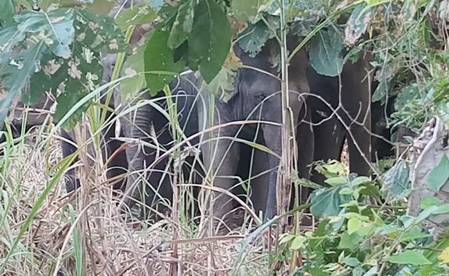 Elephants Attack on Vizianagaram Villages - Sakshi