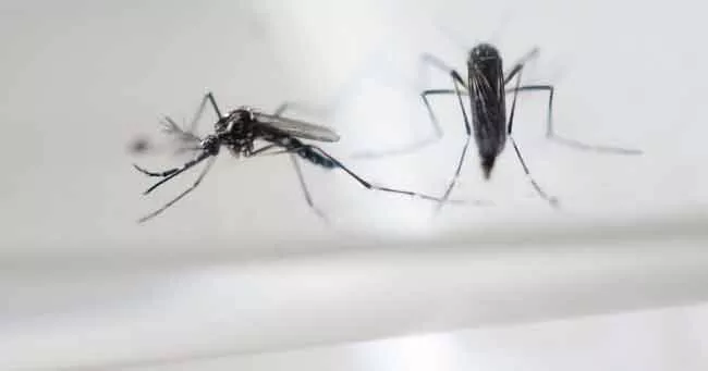 Woman Tests Positive For Zika In Rajasthan - Sakshi